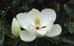 Kay Parris Southern Magnolia - 7 Gallon Pot (3-4') -Outlet Drip Mingle Store Magnolia Little Gem Bloom 2 8