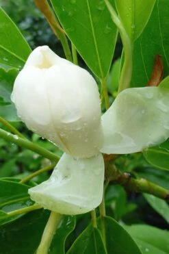 Northern Belle Sweetbay Magnolia Tree (Magnolia Virginiana) - 7 Gallon Pot (3-4') -Outlet Drip Mingle Store Magnolia Moonglow Sweetbay 4 4