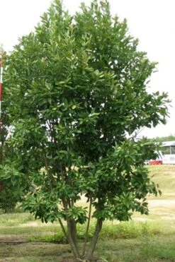 Moonglow Sweetbay Magnolia Tree (Magnolia Virginiana 'Jim Wilson') - 7 Gallon Pot (3-4') -Outlet Drip Mingle Store Magnolia Moonglow Sweetbay 6 1