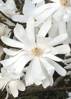 Royal Star Magnolia - 1 Gallon Pot -Outlet Drip Mingle Store Magnolia Royal Star 10 2
