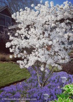 Royal Star Magnolia - 3 Gallon Pot -Outlet Drip Mingle Store Magnolia Royal Star 12 1