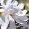 Royal Star Magnolia - 1 Gallon Pot -Outlet Drip Mingle Store Magnolia Royal Star 13 2