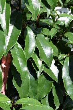 Stellar Ruby Magnolia Single Trunk Tree (Banana Shrub Hybrid) - 7 Gallon Pot (4-5') -Outlet Drip Mingle Store Magnolia Stellar Ruby 2 5