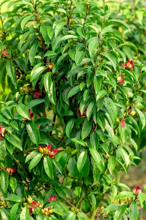 Stellar Ruby Magnolia X Figo - Banana Shrub Hybrid - 7 Gallon Pot (3-4') 6 Stellar Ruby Magnolia X Figo - Banana Shrub Hybrid - 7 Gallon Pot (3-4') - Image 4