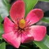 Stellar Ruby Magnolia X Figo (Banana Shrub Hybrid) - 7 Gallon Pot (4-5') -Outlet Drip Mingle Store Magnolia Stellar Ruby 5