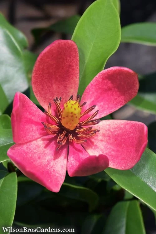 Stellar Ruby Magnolia X Figo - Banana Shrub Hybrid - 2 Gallon Pot 3 Stellar Ruby Magnolia X Figo - Banana Shrub Hybrid - 2 Gallon Pot