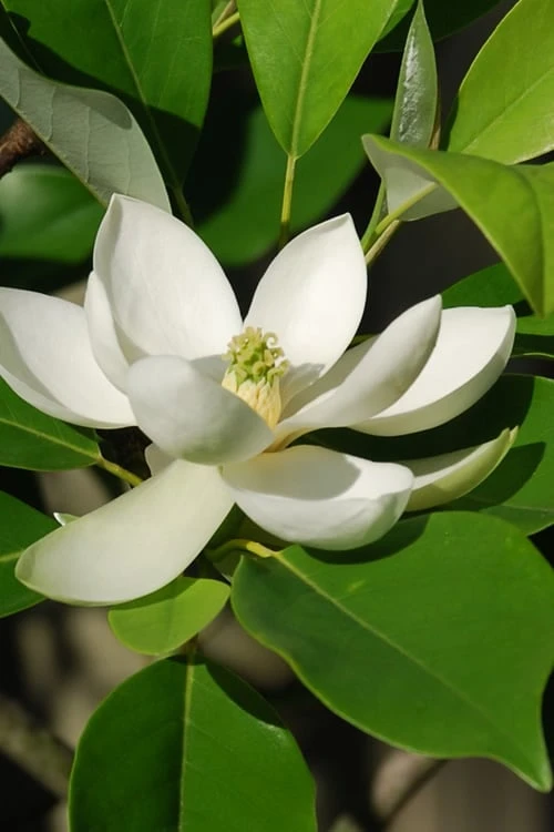 Sweetbay Magnolia - 7 Gallon Pot (4-5') 9 Sweetbay Magnolia - 7 Gallon Pot (4-5') - Image 7