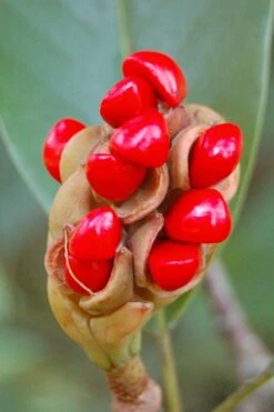 Southern Sweet Bay Swamp Magnolia (M.v. Australis) - 7 Gallon Pot (6-7') -Outlet Drip Mingle Store Magnolia Sweet Bay 14 5