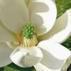 Moonglow Sweetbay Magnolia Tree (Magnolia Virginiana 'Jim Wilson') - 3 Gallon Pot