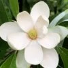 Northern Belle Sweetbay Magnolia Tree (Magnolia Virginiana) - 7 Gallon Pot (3-4') -Outlet Drip Mingle Store Magnolia Sweetbay Northern Belle 1 2