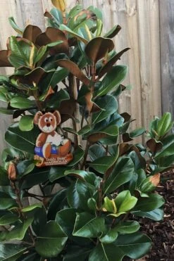 Teddy Bear Dwarf Southern Magnolia - 7 Gallon Pot (3-4') 13 Teddy Bear Dwarf Southern Magnolia - 7 Gallon Pot (3-4') -Outlet Drip Mingle Store Magnolia Teddy Bear 4 1