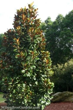 Teddy Bear Dwarf Southern Magnolia - 7 Gallon Pot (2-3') -Outlet Drip Mingle Store Magnolia Teddy Bear 5