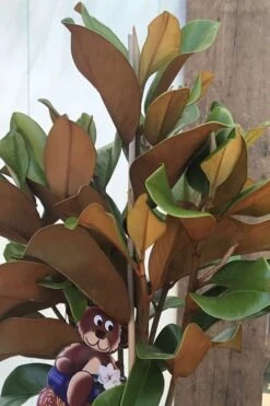 Teddy Bear Dwarf Southern Magnolia - 7 Gallon Pot (2-3') -Outlet Drip Mingle Store Magnolia Teddy Bear 6