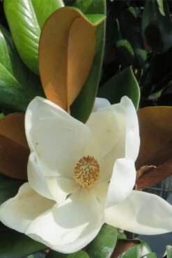 Teddy Bear Dwarf Southern Magnolia - 7 Gallon Pot (2-3') -Outlet Drip Mingle Store Magnolia Teddy Bear 7