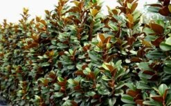 Teddy Bear Dwarf Southern Magnolia - 7 Gallon Pot (2-3') -Outlet Drip Mingle Store Magnolia Teddy Bear 8