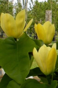 Yellow Bird Magnolia Tulip Tree - 1 Gallon Pot -Outlet Drip Mingle Store Magnolia Yellow Bird 10 1