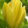 Yellow Bird Magnolia Tulip Tree - 3 Gallon Pot 1 Yellow Bird Magnolia Tulip Tree - 3 Gallon Pot -Outlet Drip Mingle Store Magnolia Yellow Bird 13