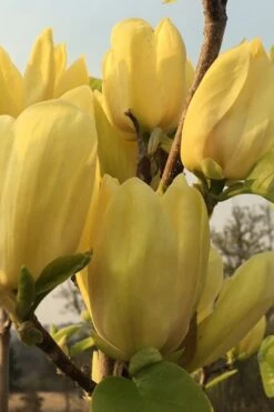 Yellow Bird Magnolia Tulip Tree - 3 Gallon Pot -Outlet Drip Mingle Store Magnolia Yellow Bird 14
