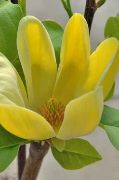 Yellow Bird Magnolia Tulip Tree - 1 Gallon Pot -Outlet Drip Mingle Store Magnolia Yellow Bird 16 1