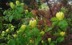Yellow Bird Magnolia Tulip Tree - 1 Gallon Pot -Outlet Drip Mingle Store Magnolia Yellow Bird 18 1