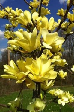 Yellow Bird Magnolia Tulip Tree - 3 Gallon Pot -Outlet Drip Mingle Store Magnolia Yellow Bird 32