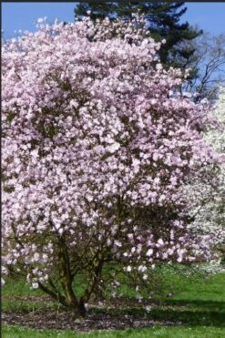 Centennial Blush Star Magnolia - 3 Gallon Pot 11 Centennial Blush Star Magnolia - 3 Gallon Pot -Outlet Drip Mingle Store Magnolia stellata centennial blush 2