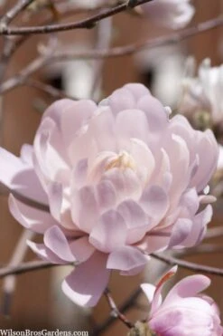 Centennial Blush Star Magnolia - 3 Gallon Pot 13 Centennial Blush Star Magnolia - 3 Gallon Pot -Outlet Drip Mingle Store Magnolia stellata centennial blush 3