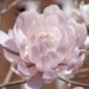 Centennial Blush Star Magnolia - 3 Gallon Pot -Outlet Drip Mingle Store Magnolia stellata centennial blush 4