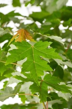 Autumn Blaze Maple - 2 Gallon Pot -Outlet Drip Mingle Store Maple Autumn Blaze Green Leaves 500x700 1