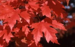 Autumn Blaze Maple - 2 Gallon Pot -Outlet Drip Mingle Store Maple Autumn Blaze leaves