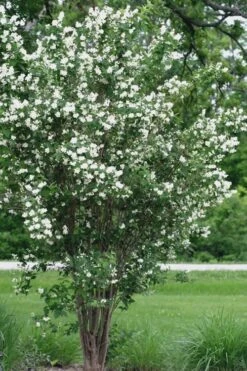 Mock Orange - Philadelphus X Virginalis - 3 Gallon Pot 13 Mock Orange - Philadelphus X Virginalis - 3 Gallon Pot -Outlet Drip Mingle Store Mock Orange 13