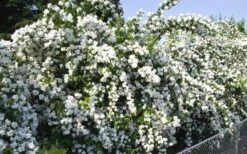 Mock Orange - Philadelphus X Virginalis - 3 Gallon Pot 12 Mock Orange - Philadelphus X Virginalis - 3 Gallon Pot -Outlet Drip Mingle Store Mock Orange Natchez 1