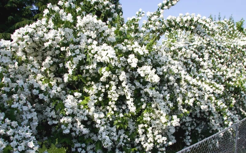 Mock Orange - Philadelphus X Virginalis - 3 Gallon Pot 6 Mock Orange - Philadelphus X Virginalis - 3 Gallon Pot - Image 4