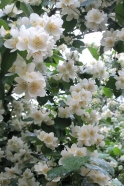 Mock Orange - Philadelphus X Virginalis - 3 Gallon Pot 15 Mock Orange - Philadelphus X Virginalis - 3 Gallon Pot -Outlet Drip Mingle Store Mock Orange Philadelphus 10