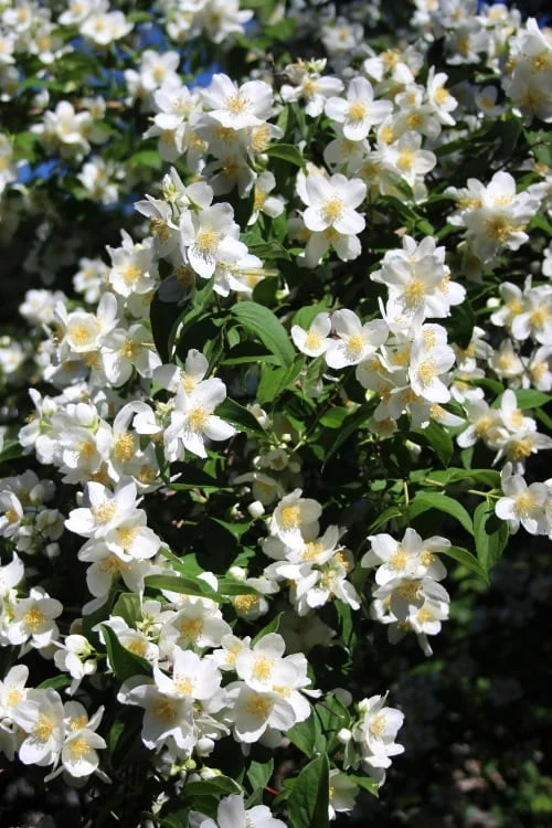 Mock Orange - Philadelphus X Virginalis - 3 Gallon Pot 8 Mock Orange - Philadelphus X Virginalis - 3 Gallon Pot - Image 6