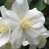 Mock Orange - Philadelphus X Virginalis - 3 Gallon Pot -Outlet Drip Mingle Store Mock Orange Philadelphus Virginalis