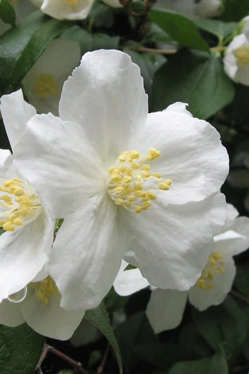Mock Orange - Philadelphus X Virginalis - 3 Gallon Pot 3 Mock Orange - Philadelphus X Virginalis - 3 Gallon Pot