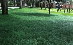 Tall Mondo Grass - 54 Count Flat Of Pint Pots -Outlet Drip Mingle Store Mondo Grass 21 1