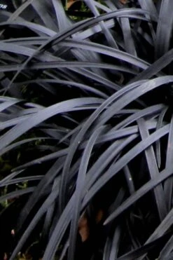 Black Mondo Grass - Ophiopogon Planiscapus 'Nigrescens' - 1 Gallon Pot -Outlet Drip Mingle Store Mondo Grass Black 10
