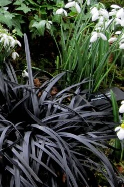 Black Mondo Grass - Ophiopogon Planiscapus 'Nigrescens' - 18 Count Flat Of Pint Pots -Outlet Drip Mingle Store Mondo Grass Black 11 2