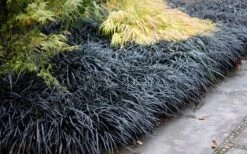 Black Mondo Grass - Ophiopogon Planiscapus 'Nigrescens' - 1 Gallon Pot -Outlet Drip Mingle Store Mondo Grass Black 12