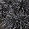 Black Mondo Grass - Ophiopogon Planiscapus 'Nigrescens' - 1 Gallon Pot -Outlet Drip Mingle Store Mondo Grass Black 15