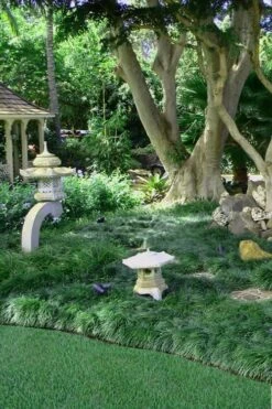 Tall Mondo Grass - 18 Count Flat Of Pint Pots -Outlet Drip Mingle Store Mondo Grass Black 25