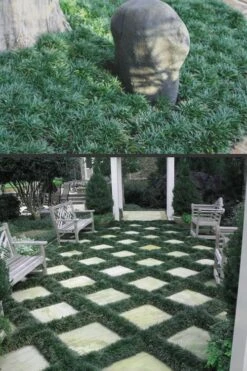 Dwarf Mondo Grass - 18 Count Flat Of Pint Pots -Outlet Drip Mingle Store Mondo Grass Dwarf Rev 500x750 2