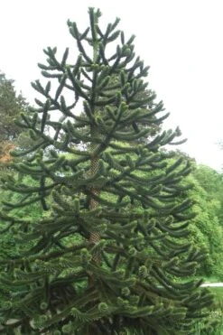 Monkey Puzzle Tree (Araucaria Auracana) - 1 Gallon Pot -Outlet Drip Mingle Store Monkey Puzzle Tree 2 2