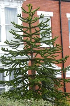 Monkey Puzzle Tree - Araucaria Auracana - 3 Gallon Pot -Outlet Drip Mingle Store Monkey Puzzle Tree 3