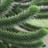 Monkey Puzzle Tree - Araucaria Auracana - 3 Gallon Pot -Outlet Drip Mingle Store Monkey Puzzle Tree 4