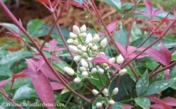 Flirt Dwarf Nandina - 2 Gallon Pot 12 Flirt Dwarf Nandina - 2 Gallon Pot -Outlet Drip Mingle Store Nandina Flirt 12