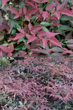 Flirt Dwarf Nandina - 2 Gallon Pot 13 Flirt Dwarf Nandina - 2 Gallon Pot -Outlet Drip Mingle Store Nandina Flirt 500x750 1
