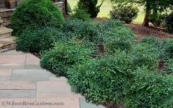 Harbor Belle Dwarf Nandina - 1 Gallon Pot 11 Harbor Belle Dwarf Nandina - 1 Gallon Pot -Outlet Drip Mingle Store Nandina Harbor Belle 11